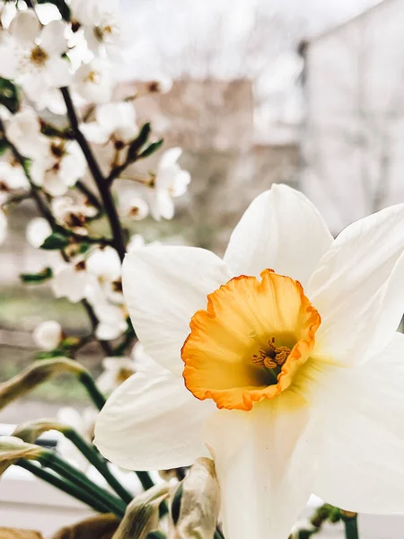 Прекрасний Нарцис Вишня Цвітуть Крупним Планом Сонячному Світлі Підвіконні Весняні — стокове фото
