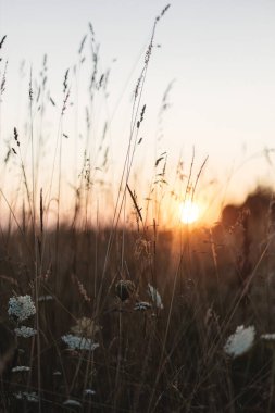 Güzel kır çiçekleri ve otlar yaz çayırlarında gün batımında sıcak gün batımında. Kırsal kesimde sakin bir atmosfer anı. Akşam tarlasında yabani otlar ve çiçekler, çiçekli duvar kağıtları.