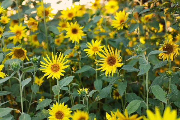 Bellissimi Girasoli Nella Soleggiata Serata Estiva Molti Girasoli Crescono Campo — Foto Stock