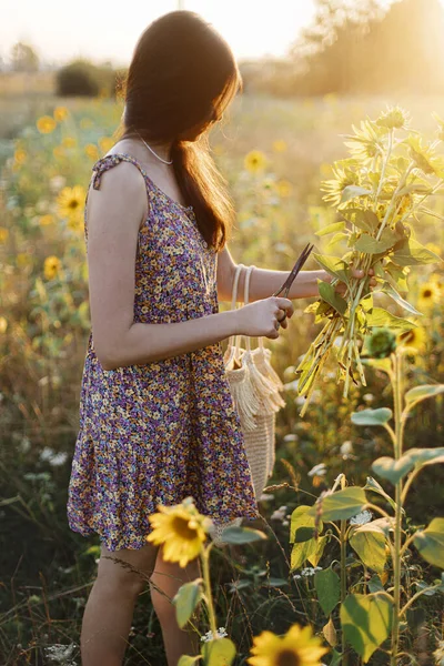 Красива Жінка Збирає Соняшники Тепле Світло Заходу Сонця Літньому Лузі — стокове фото