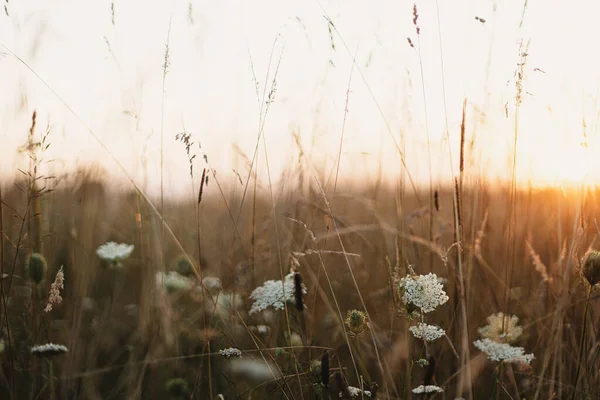 Piękne Dzikie Kwiaty Zioła Ciepłym Świetle Zachodu Słońca Łące Letniej — Zdjęcie stockowe