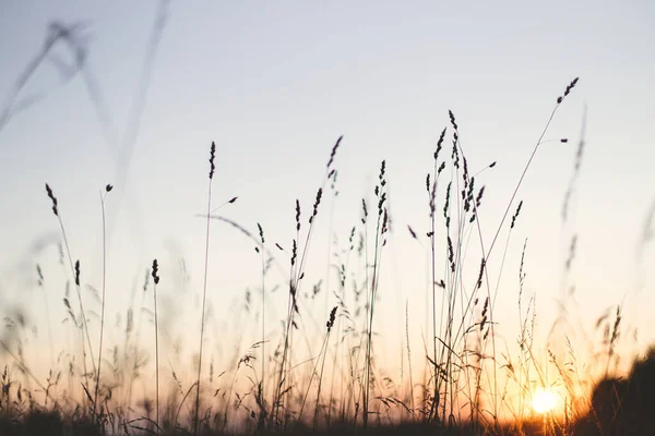 Όμορφα Αγριολούλουδα Και Βότανα Ζεστό Φως Ηλιοβασίλεμα Στο Καλοκαιρινό Λιβάδι — Φωτογραφία Αρχείου