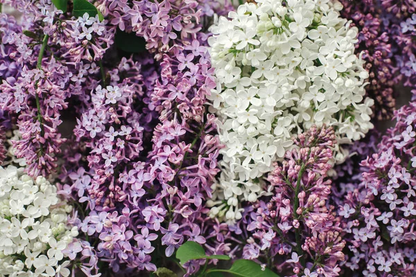 Güzel leylak çiçekleri dümdüz yatıyordu. Renkli mor ve beyaz leylak dallar, çiçekli duvar kağıtları. Bahar kırsalının görüntüsü. Mutlu anneler