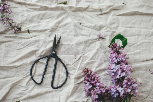 Keten kumaş üzerinde güzel leylak çiçekleri, makas ve taç yaprakları düz yerde. Kırsal alanda bahar çiçekleri hala hayat dolu. Anneler günün kutlu olsun.