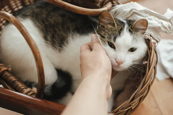 Hand Streichelt Süßes Kätzchen Weidenkorb Frau Streichelt Entzückende Süße Katze — Stockfoto