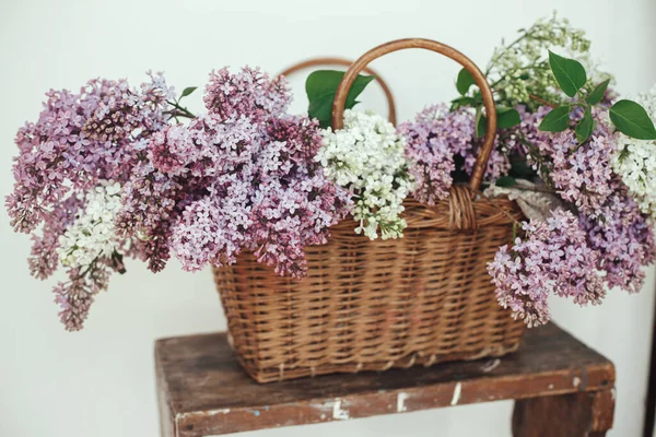 Tahta sandalyede hasır sepette güzel leylak çiçekleri. Mor ve beyaz leylak taç yaprakları, evde çiçek kompozisyonu. Kırsal kesimde bahar kırsalında hayat devam ediyor. Anneler günü ya da düğün