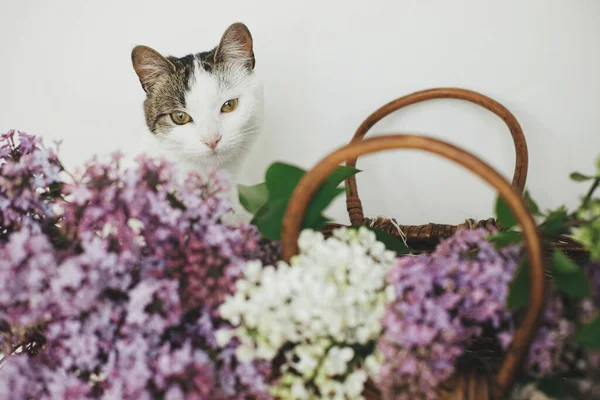 Portrait Cute Kitten Looking Beautiful Lilac Flowers Wicker Basket Adorable — стоковое фото