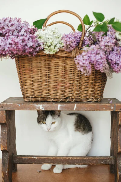 Cute Kitten Looking Beautiful Lilac Flowers Wicker Basket Adorable Curious — стоковое фото