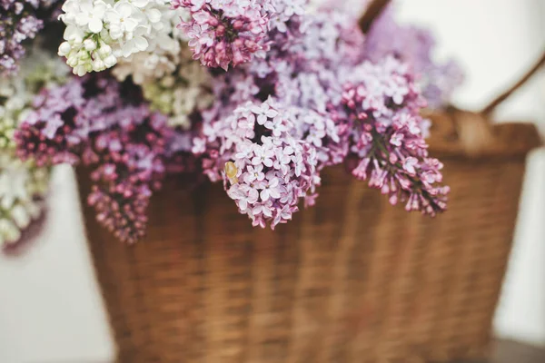 Hasır sepetteki leylak çiçeklerinin üzerindeki sevimli salyangoz. Yapraklarında salyangoz olan mor ve beyaz leylaklar. Kırsal kesimde bahar kırsalında hayat devam ediyor.