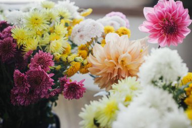 Kırsal odada güzel sonbahar çiçekleri kapanıyor. Merhaba sonbahar! Çiçek duvar kağıdı. Sarı, pembe ve yıldız çiçeği desenli güz çiçekleri. Mutlu Şükran Günleri Huysuz resim