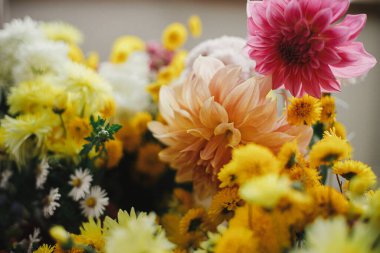 Kırsal odada güzel sonbahar çiçekleri kapanıyor. Merhaba sonbahar! Çiçek duvar kağıdı. Sarı, pembe ve yıldız çiçeği desenli güz çiçekleri. Mutlu Şükran Günleri Huysuz resim