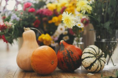 Merhaba sonbahar. Kırsal ahşap arka planda güzel sonbahar çiçekleri arasında şık balkabakları. Mutlu Şükran Günleri Renkli asterler ve yıldız çiçekleri arasında turuncu ve sarı kabaklar. Huysuz resim