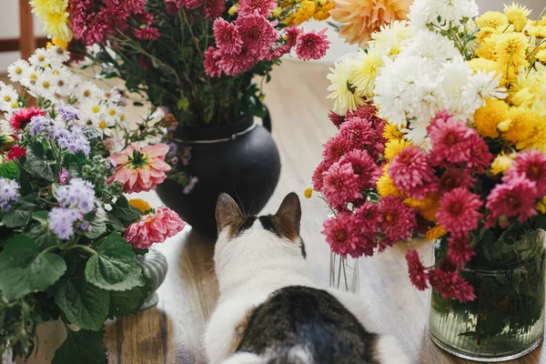 Adorable Cat Sitting Beautiful Autumn Flowers Rustic Room Pet Fall — ストック写真