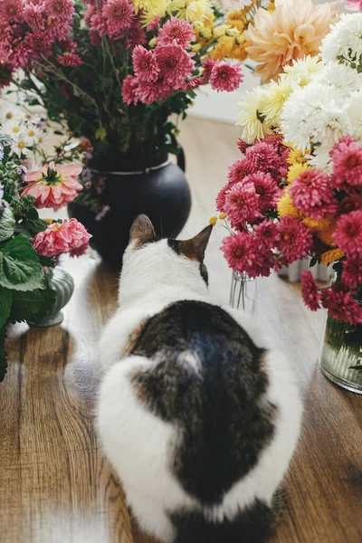 Adorable Cat Sitting Beautiful Autumn Flowers Rustic Room Pet Fall — ストック写真