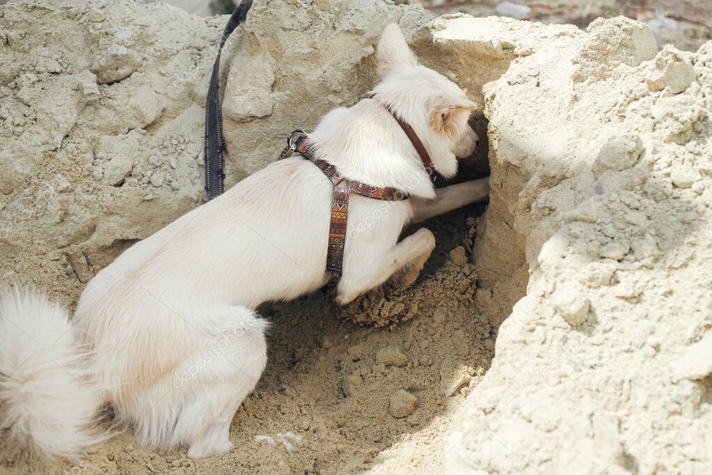 Cute white dog digging sand pile in sunny day. Funny curious dog digging and playing in sand. Danish spitz young canine. Pet at construction site