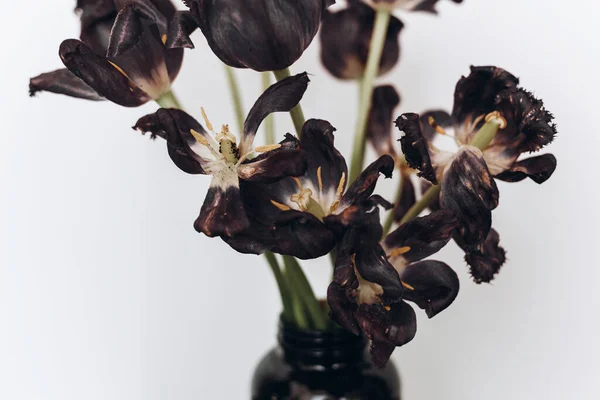 Faded Tulips Withered Black Flowers Bouquet White Background Floral Composition — Stock Photo, Image