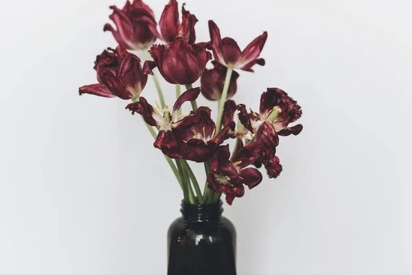 Tulipanes Descoloridos Ramillete Flores Rojas Marchitas Botella Vidrio Sobre Fondo — Foto de Stock