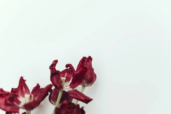Tulipanes Descoloridos Ramo Flores Rojas Marchitas Sobre Fondo Blanco Composición —  Fotos de Stock