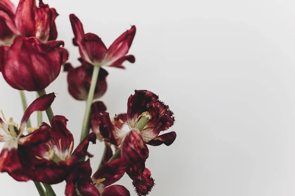 Soluk Laleler Beyaz Arka Planda Solmuş Kırmızı Çiçekler Kurumuş Laleli — Stok fotoğraf