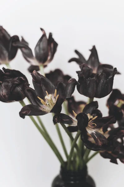Увядшие Тюльпаны Завядшие Черные Цветы Букет Белом Фоне Цветочный Состав — стоковое фото
