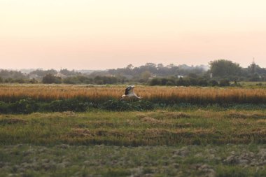 Akşam ışığında buğday tarlasının üzerinde uçan güzel leylekler. Yaz kırsalında leylek kuşu. Atmosferik sükunet anı. Yaz tahıl hasadı ve kırsal yaşam