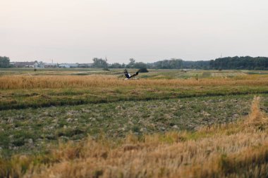 Akşam ışığında buğday tarlasının üzerinde uçan güzel leylekler. Yaz kırsalında leylek kuşu. Atmosferik sükunet anı. Yaz tahıl hasadı ve kırsal yaşam
