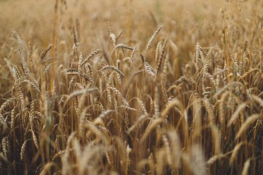 Akşam tarlasında buğday sapı var. Yakın çekim. Küresel açlık ve gıda krizi. Yaz tahıl hasadı ve kırsal yaşam. Ukrayna kırsalında buğday tarlası. Olgun kulaklar. Huzur