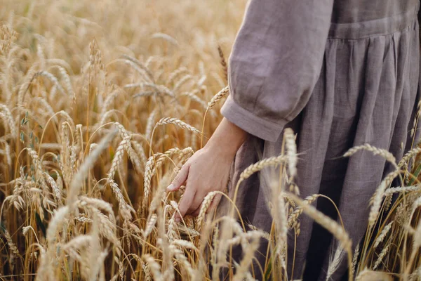 Woman Hand Holding Wheat Stems Field Cropped View Atmospheric Tranquil — Stock Photo, Image