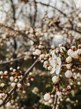 Güneşli bahçede güzel kiraz çiçekleri yakın. Merhaba bahar. Çiçekli kiraz ağacı dalları. Dikey telefon fotoğrafı