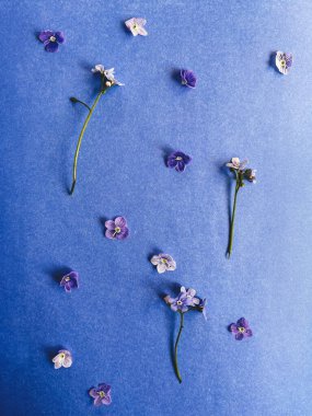 Mavi kağıt desenli güzel mavi çiçekler, çiçekli duvar kağıtları. Yaratıcı bahar detayları. Çiçek açarken beni unutma. Yapraklar basının önüne serilmişti. Dikey telefon fotoğrafı