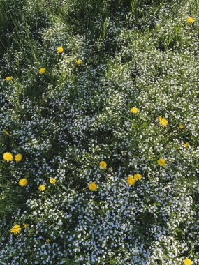 Güneşli çayırlarda güzel kır çiçekleri ve çimenler. Sakin atmosferik yaz otlağı. Çayırlarda çiçekler ve otlar. Doğa duvar kâğıdı