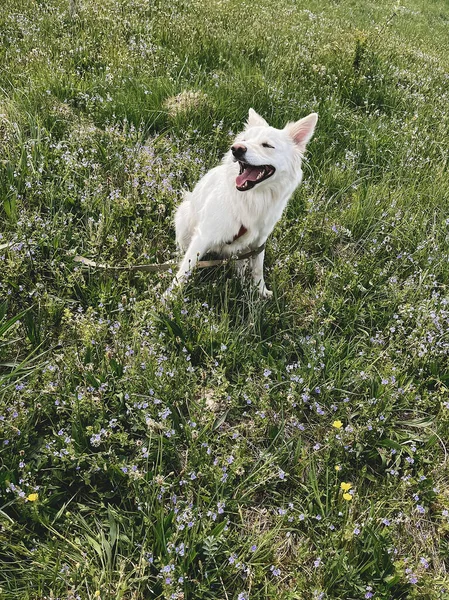 Mignon Chien Blanc Relaxant Parmi Les Fleurs Sauvages Dans Prairie — Photo