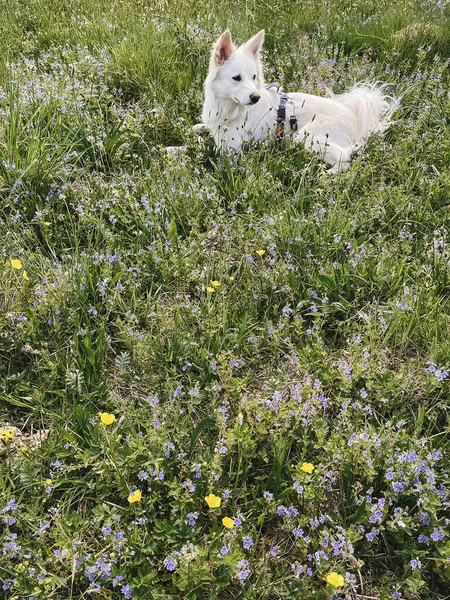 Mignon Chien Blanc Relaxant Parmi Les Fleurs Sauvages Dans Prairie — Photo