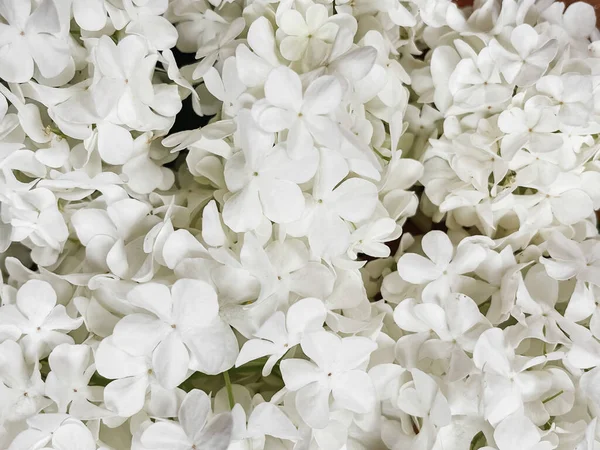 Bellissimo Modello Fiori Ortensia Bianca Carta Parati Floreale Dettagli Primaverili — Foto Stock