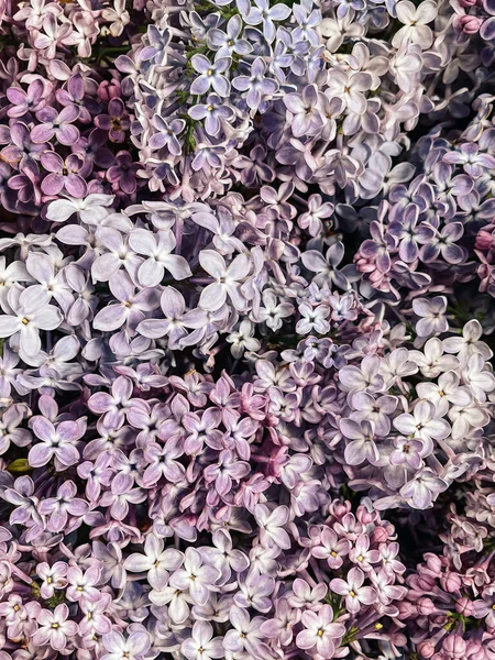 Beautiful purple lilac flowers pattern, floral wallpaper. Spring details. Blooming lilac branches close up. Vertical phone photo