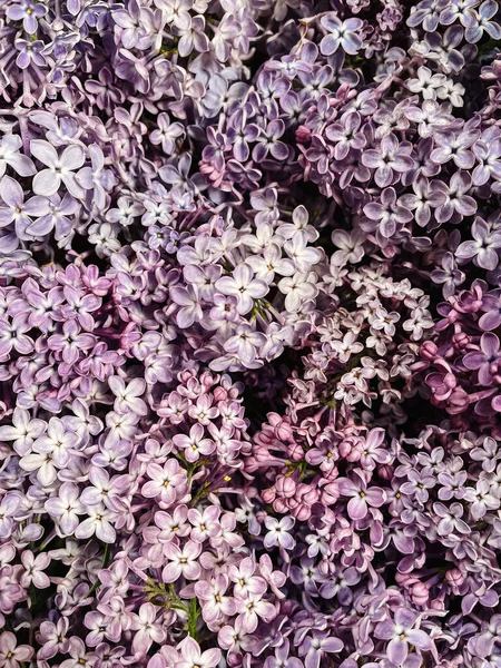 Belo Padrão Flores Lilás Roxo Papel Parede Floral Detalhes Primavera — Fotografia de Stock