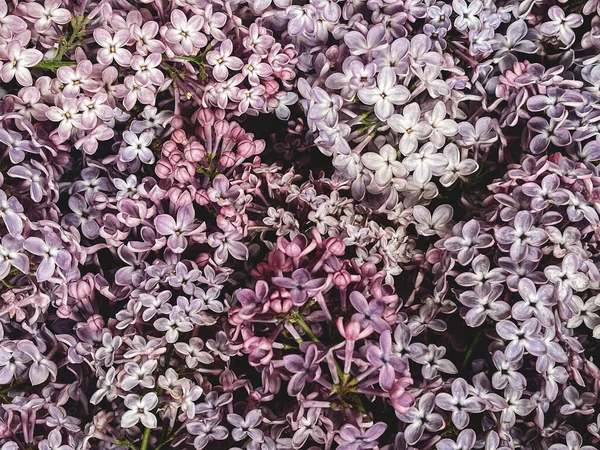 Warna Ungu Yang Indah Pola Bunga Ungu Kertas Dinding Bunga — Stok Foto