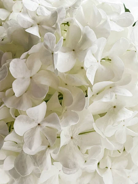 Beau Motif Fleurs Hortensia Blanches Papier Peint Floral Détails Printaniers — Photo