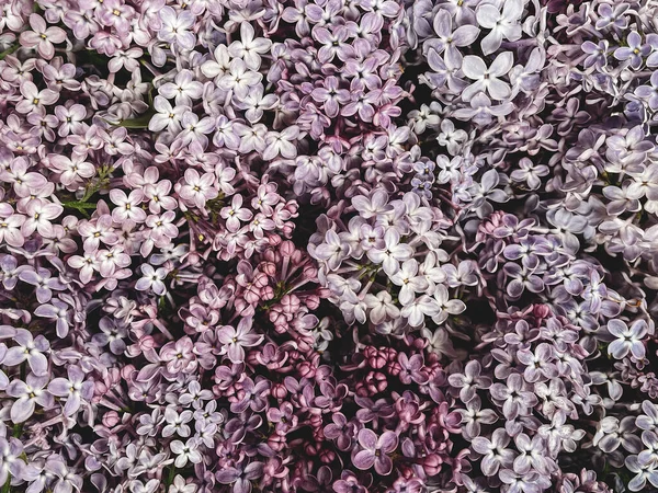 Belo Padrão Flores Lilás Roxo Papel Parede Floral Detalhes Primavera — Fotografia de Stock