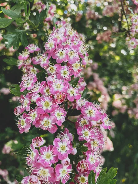 Bunga Merah Muda Yang Indah Semak Hawthorn Kebun Yang Cerah — Stok Foto