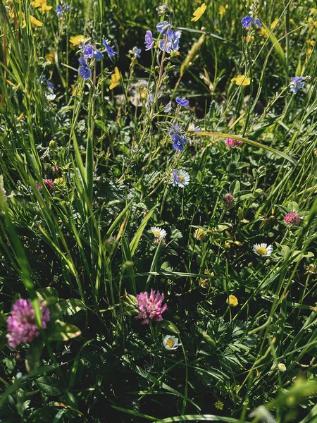 Bunga Liar Yang Indah Dan Rumput Padang Rumput Yang Cerah — Stok Foto