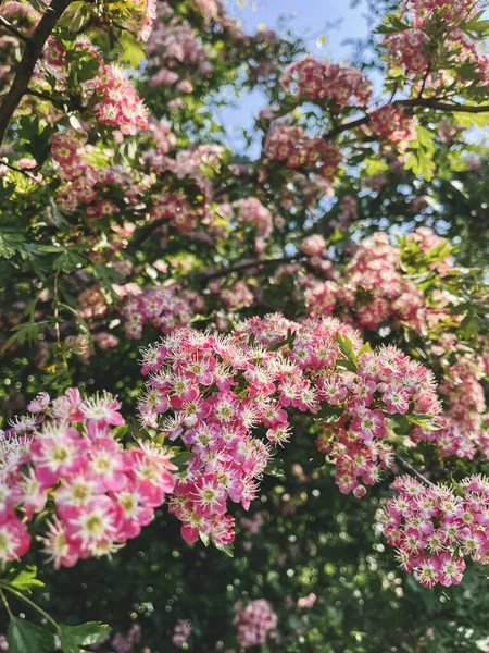 Belles Fleurs Roses Sur Aubépine Arbuste Dans Verger Ensoleillé Bonjour — Photo