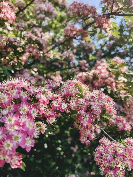 美丽的粉红色花朵在阳光灿烂的果园里的山楂灌木上 园中盛开的月桂树枝条 垂直电话照片 — 图库照片