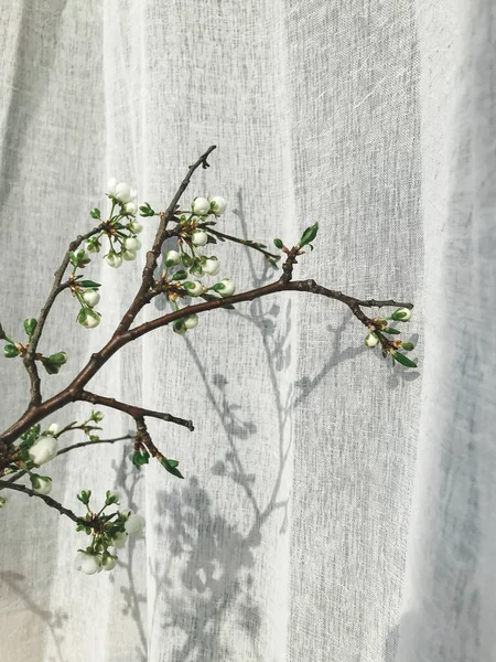 Blühender Kirschzweig Sonnenlicht Gegen Leinenvorhänge Home Dekor Und Frühling Details — Stockfoto