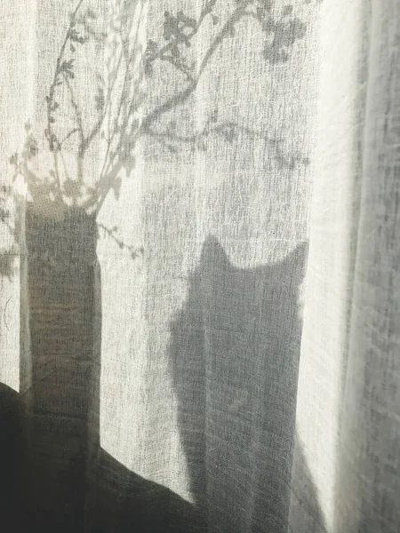 Schatten Neugieriger Katzen Und Blühender Kirschzweige Auf Sonnigen Leinenvorhängen Home — Stockfoto