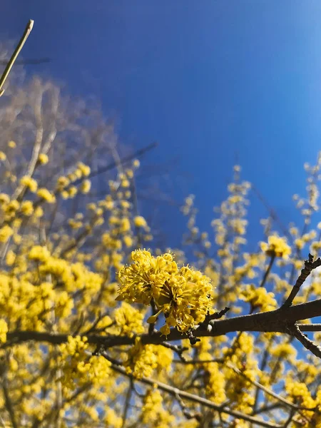 Красиві Жовті Квіти Весняних Гілках Тлі Блакитного Неба Привіт Весна — стокове фото