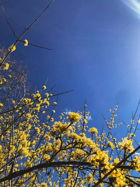 春枝上美丽的黄花映衬着蓝天 蓝色和黄色 乌克兰国旗 垂直电话照片 — 图库照片