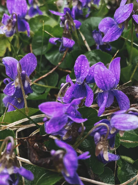 Hujan Tetes Pada Indah Ungu Viola Odorata Bunga Latar Belakang — Stok Foto