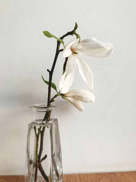 Schöne Magnolienblüte Vase Auf Rustikalem Fensterbrett Vor Weißer Wand Stilvolle — Stockfoto