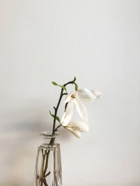 Schöne Magnolienblüte Vase Auf Rustikalem Fensterbrett Vor Weißer Wand Stilvolle — Stockfoto